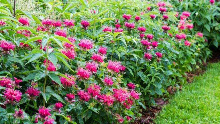 bee-balm-shutterstock_1937727409