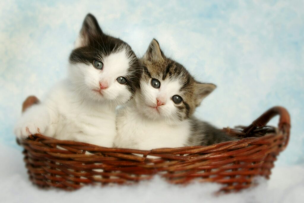 two silver tabby kittens